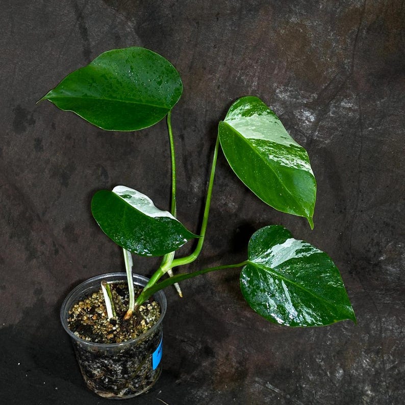 Variegated Monstera Albo Plant - Baby Leaf - White Monstera Albo Borsigiana - Rare Houseplant - Exact Plant - US Seller