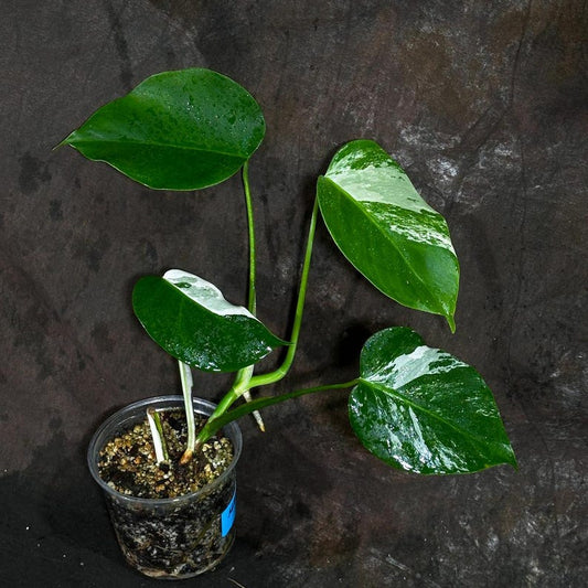 Variegated Monstera Albo Plant - Baby Leaf - White Monstera Albo Borsigiana - Rare Houseplant - Exact Plant - US Seller