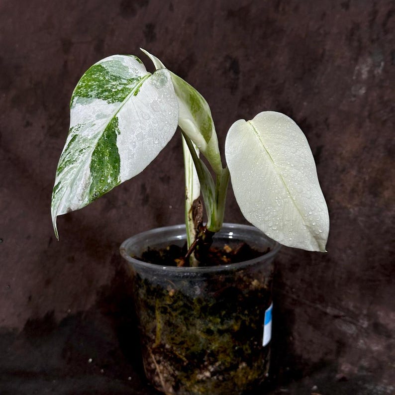 Variegated Monstera Albo Plant - Rare White Borsigiana - Houseplant - Monstera Deliciosa Albo - Exact Plant - US Seller