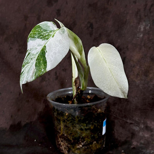 Variegated Monstera Albo Plant - Rare White Borsigiana Houseplant - Exact Plant - Indoor Tropical Beauty - US Seller