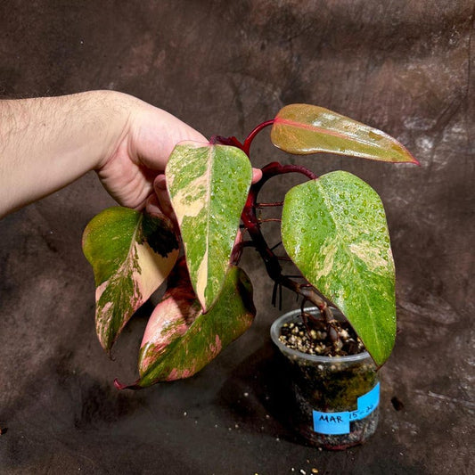 Variegated Philodendron Strawberry Shake Plant - RARE Pink Variegation - Live Indoor Houseplant - Philodendron Strawberry Shake