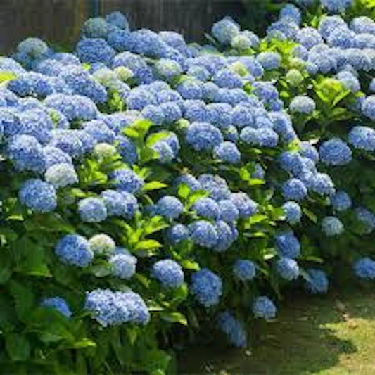 Blue Hydrangea Bush 12-24in Old Fashioned Variety Bare Root - Hydrangea macrophylla - Vibrant Deciduous Flowering Plant