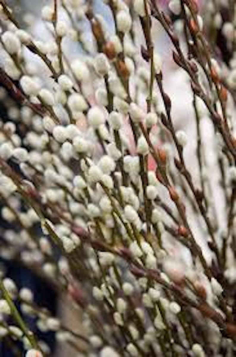 French Pussy Willow Plant 12-24in Salix caprea Deciduous Shrub Live Plant - Hardy Zones 4-8, Bare Root in Fall/Winter