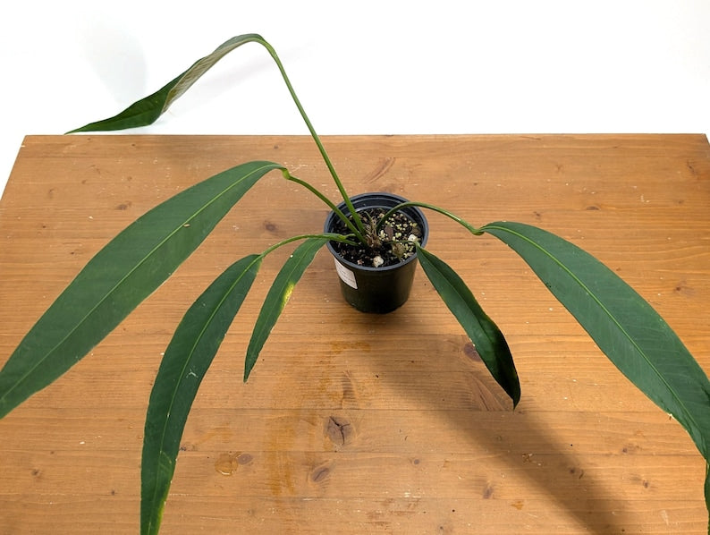 Anthurium Pallidiflorum Live Plant 4" Pot - Tropical Houseplant with Pendant Strap Leaves - A. pallidiflorum - Pet Toxic