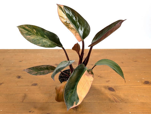 Variegated Philodendron Red Congo Plant - Exotic Tropical Houseplant - Live Indoor Foliage - Philodendron erubescens