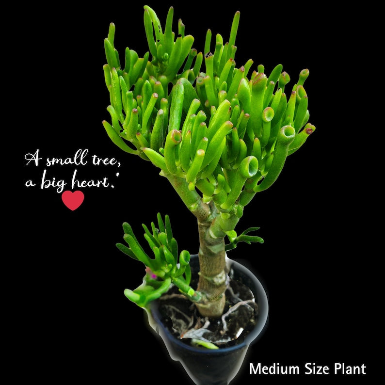 Crassula Ovata Gollum Bonsai Tree, Small Rare Succulent, Easy Care, Colorful Live Plant, "Gollum Jade"
