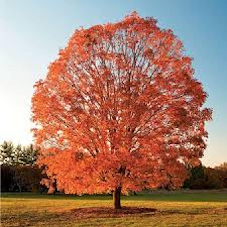 Sugar Maple Tree 12-24in Tall Acer saccharum Bare Root - Hardy Rock Maple for Sale, Ideal for Zones 3-8