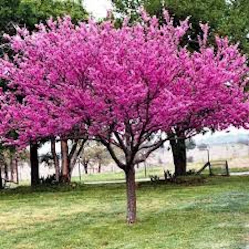 Eastern Redbud Tree Bare Root 12-24in Tall Cercis canadensis Redbud Plant for Landscaping Zones 4-9