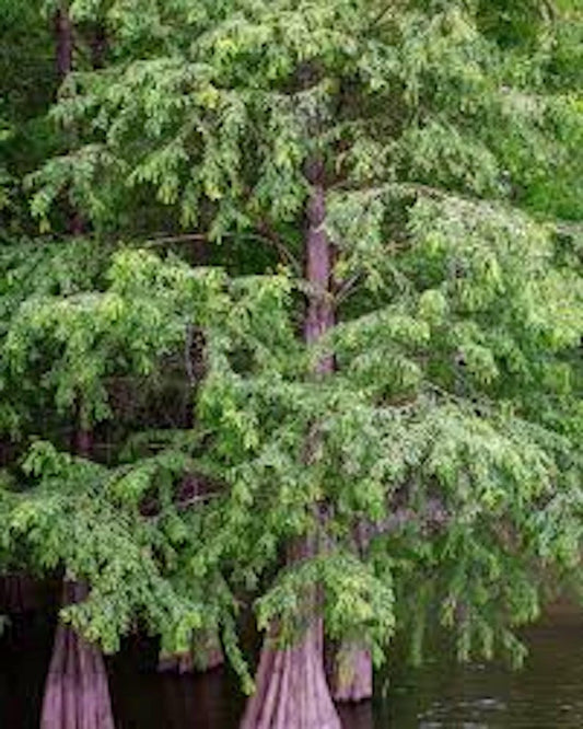 Bald Cypress Tree 12-24in Bare Root Taxodium distichum Landscape Plant - Resilient Evergreen for Wetlands and Gardens