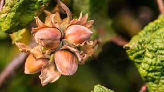 American Hazelnut Tree 12-24in Bare Root Corylus americana Native Edible Shrub Nut Production Wildlife Value