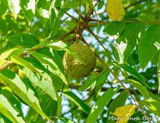 Black Walnut Tree 12-24in Juglans nigra Bare Root American Walnut for Zones 4-9, Eastern Black Walnut Seedling