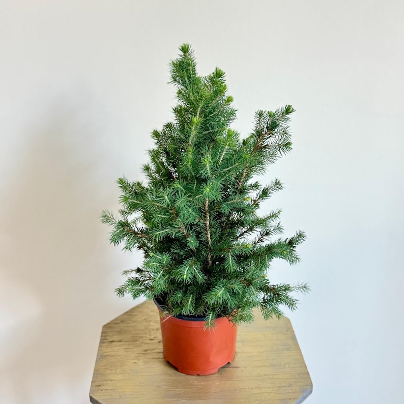Dwarf Alberta Spruce Plant - 6 Inch Pot, Picea Glauca Conica, Indoor Christmas Houseplant, Perfect Gift for Plant Lovers