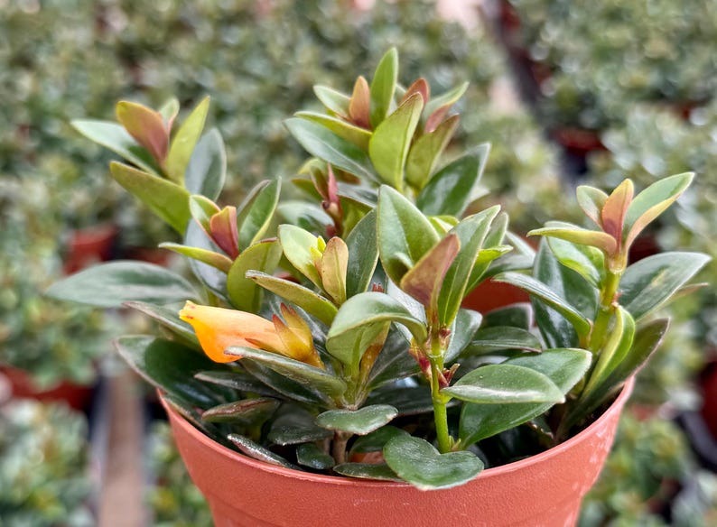 Goldfish Plant | 4" Live Houseplant | Vibrant Orange Flowers | Columnea gloriosa