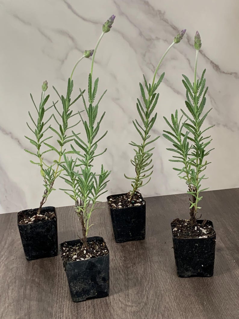 4pk Lavender Dentata Grey Plants - 2” Live Lavender in Eco-Friendly Containers - Fully Rooted and Ready to Grow