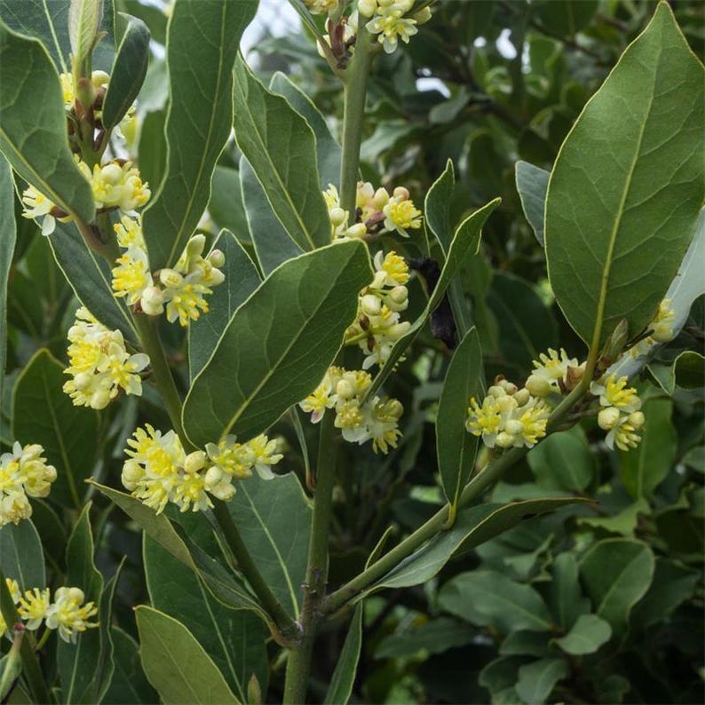 Laurus Nobilis Bayleaf Plants - 2" Pots (4 Pack) - Culinary Herb - Mediterranean Variety for Cooking and Gardens