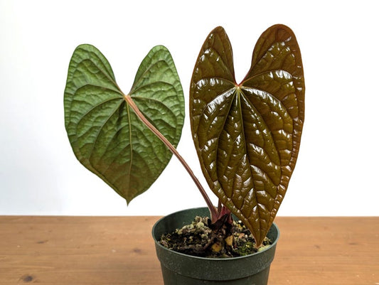 XL Anthurium Luxurians Plant - Deep Textured Leaves in 6" Pot - 2 Leaves - Tropical Houseplant - Anthurium andraeanum
