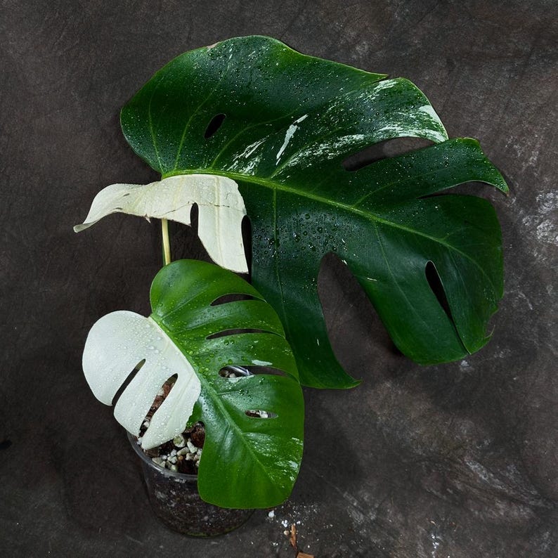 Variegated Monstera Albo Plant - Rare White Borsigiana - Unique Indoor Houseplant - Monstera Albo - Exact Plant from US Seller