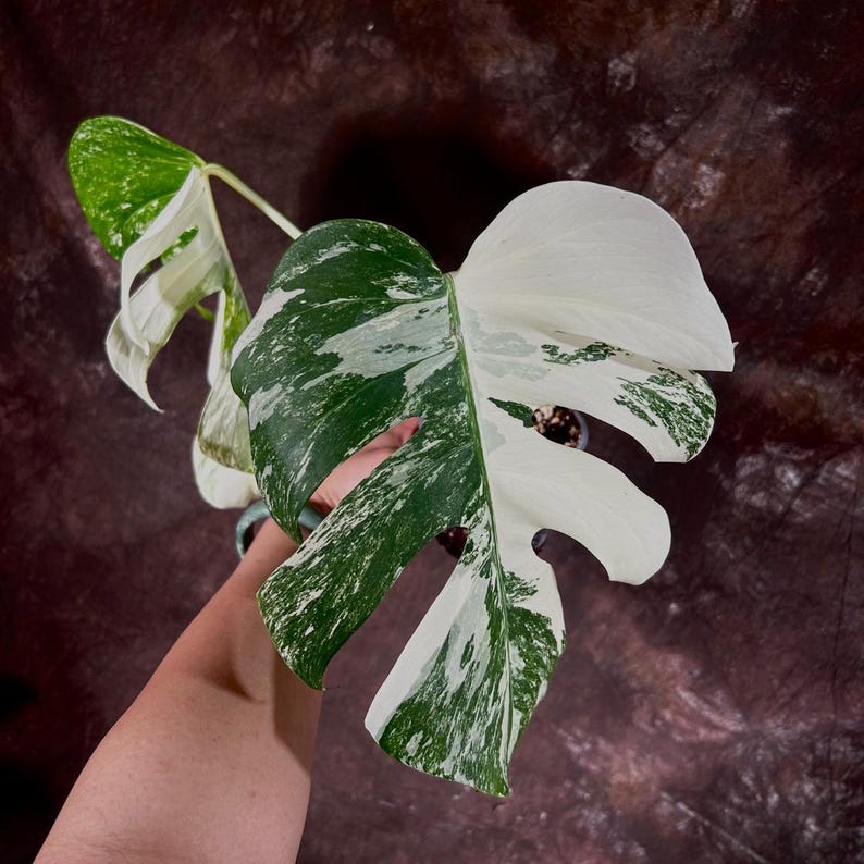 Variegated Monstera Albo Plant - Rare White Borsigiana Indoor Houseplant - Exact Plant - Monstera Deliciosa Albo