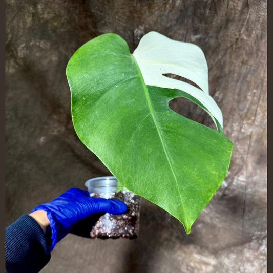 Variegated Monstera Albo Plant - Rare White Borsigiana - Single Leaf Indoor Potted Plant - Monstera Deliciosa Albo