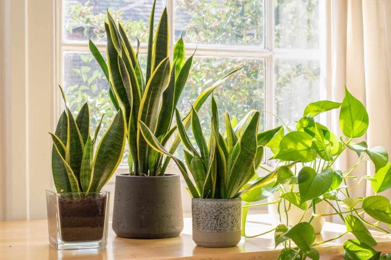 Sansevieria Trifasciata Snake Plant | Bare Root Houseplant | Low Maintenance Air Purifier | Mother-in-Law's Tongue