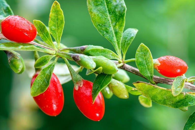 Goji Berry Seeds 10 Pack - Lycium barbarum - Edible Wolfberry Plant - Free Shipping Over $35