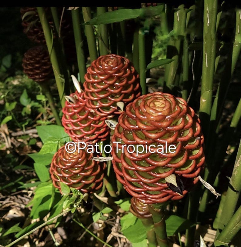 Chocolate Ball Ginger Rhizome - Zingiber macrodenium - Healthy, Fast Growing, Aromatic Plant for Zones 9-11