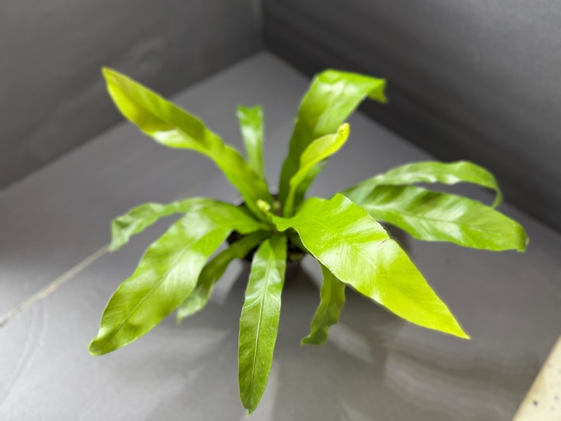Bird’s Nest Fern Rhizome - Asplenium nidus - Indoor Plant for Humid Environments - Tropical Houseplant for Zones 11-12