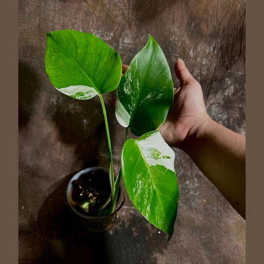 Variegated Monstera Albo Plant - Rare White Monstera Borsigiana - Exact Plant - Indoor Houseplant - US Seller - Aesthetic Decor