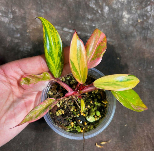 Variegated Philodendron Strawberry Shake Plant - Rare Pink Indoor Houseplant - Philodendron spp. - Live Nursery Pot