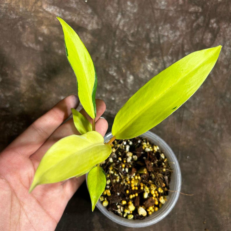 Variegated Philodendron Thai Sunrise Plant - Tropical Indoor Houseplant - Rare Variegated Foliage - Philodendron 'Thai Sunrise'