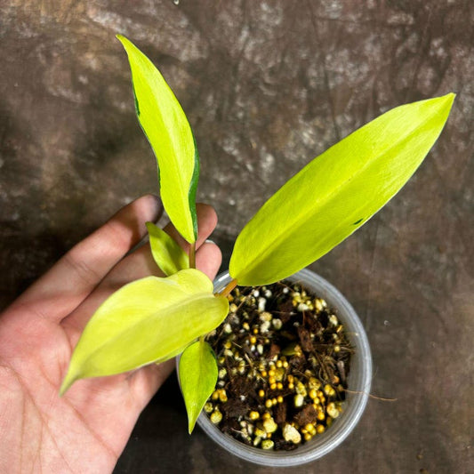 Variegated Philodendron Thai Sunrise Plant - Tropical Indoor Houseplant - Rare Variegated Foliage - Philodendron 'Thai Sunrise'
