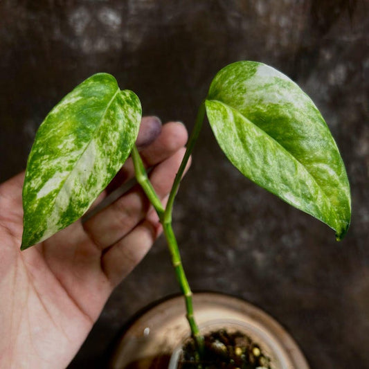 Variegated Golden Flame Epipremnum Pinnatum in Nursery Pot - Rare Indoor Plant - High Variegation - US Seller