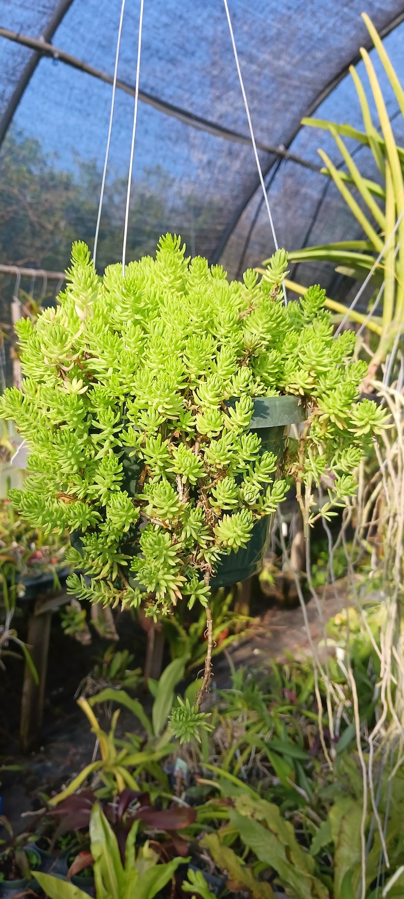 Sedum mexicanum Succulent - Hanging Basket or Potted Ground Cover - Tropical Stonecrop Plant - Bare Root Option Available