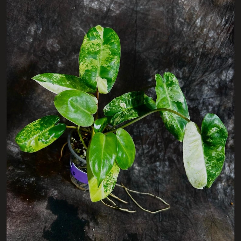 Variegated Burle Marx Philodendron Plant in Nursery Pot - Tropical Houseplant, Philodendron Burle Marx - Indoor/Outdoor Decor