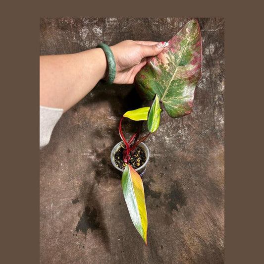 Variegated Philodendron Strawberry Shake Plant in Nursery Pot - Philodendron Pink - Rare Indoor Houseplant - Live US Seller