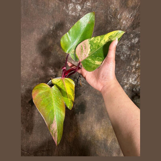 Variegated Philodendron Strawberry Shake Plant - Rare Pink Variegation - Philodendron erubescens - Live Indoor Houseplant
