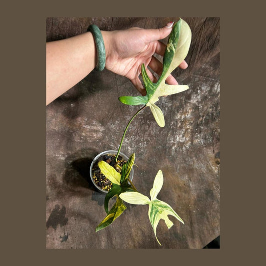 Variegated Philodendron Florida Beauty Plant in Nursery Pot - Rare Collector Indoor Plant - Philodendron 'Florida Beauty'