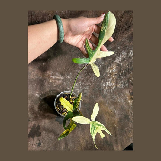 Variegated Philodendron Florida Beauty Plant in Nursery Pot - Rare Collector Indoor Houseplant - Philodendron 'Florida Beauty'
