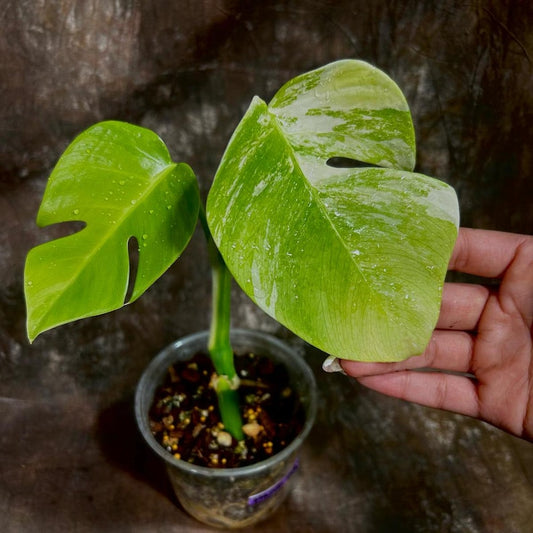 Variegated Monstera Albo Plant - Rare White Borsigiana - Exact Plant - Indoor Houseplant - Tropical Greenery - US Seller