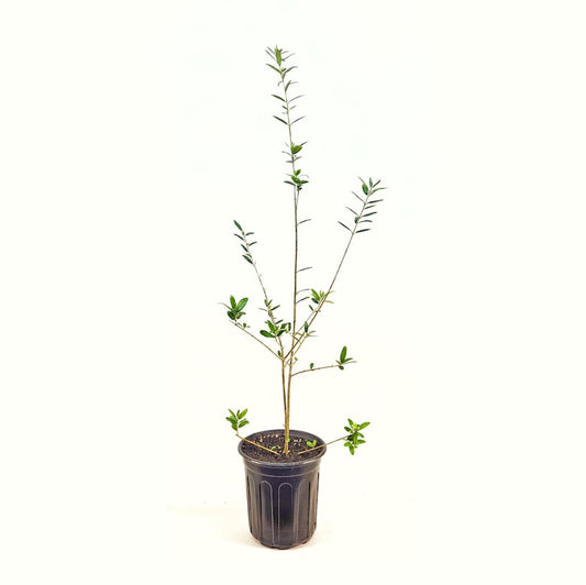 Arbequina Olive Tree Starter Plant in 6 Inch Pot - Olea europaea, Compact Variety for Home Gardens and Mediterranean Flavor