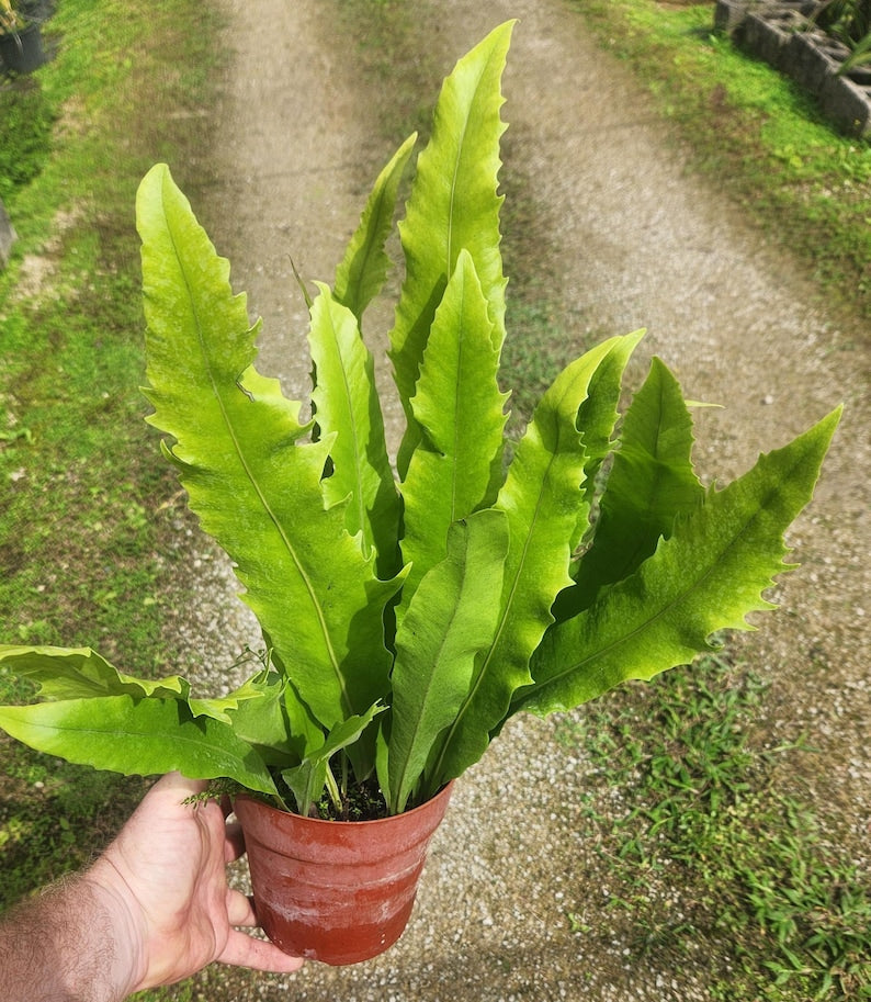 Microsorum crocodyllus Excalibur - Live Aquarium Plant - Crocodile Fern - Aquatic Houseplant for Freshwater Tanks
