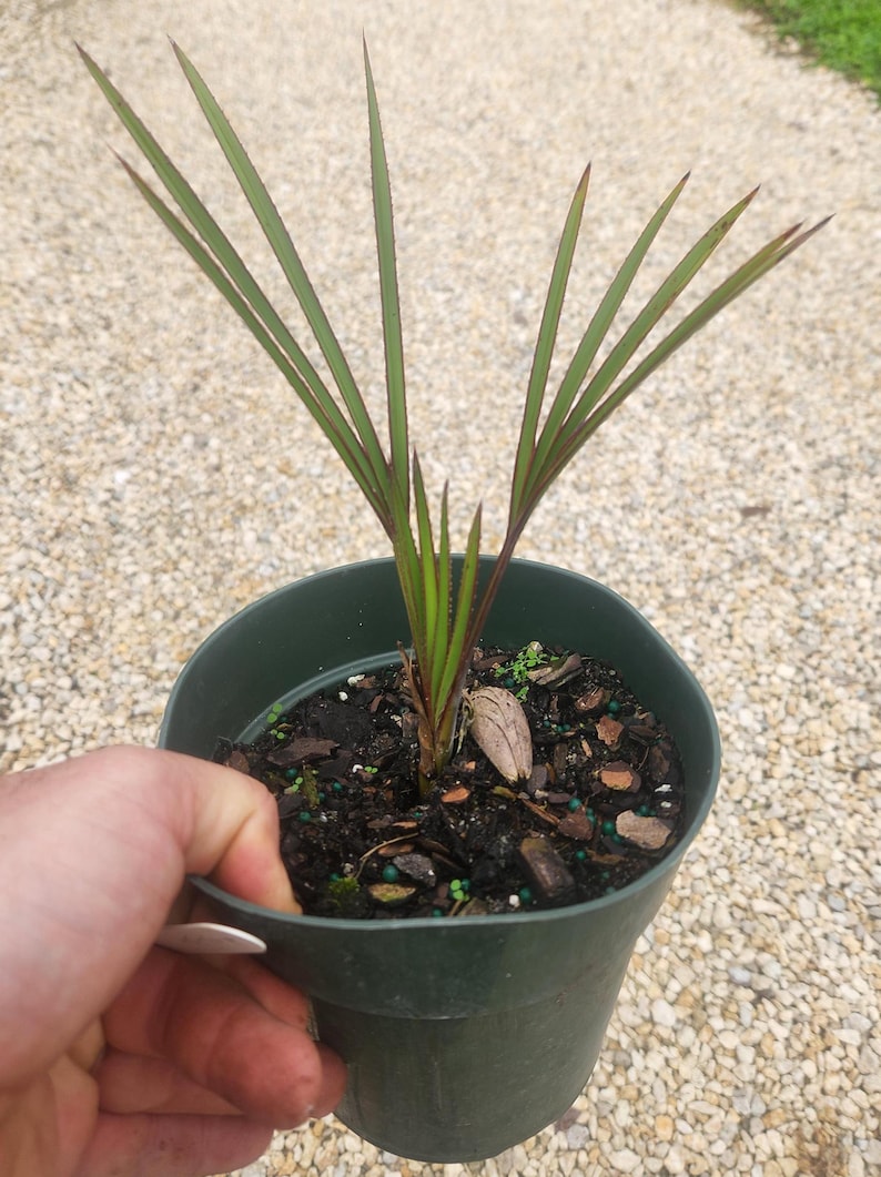 Live Blue Latan Palm Plant - Latania hoddigesii - Outdoor Grown - Minor Blemishes, Pest Inspected - Perfect for Tropical Gardens