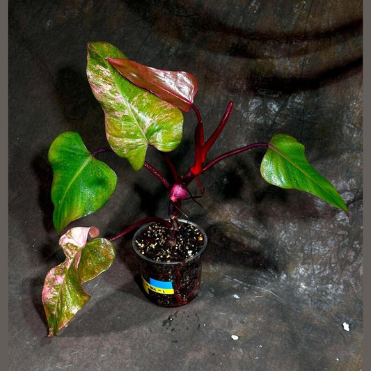 Variegated Philodendron Strawberry Shake Plant - Philodendron Pink - Rare Collector Indoor Houseplant - Live US Seller