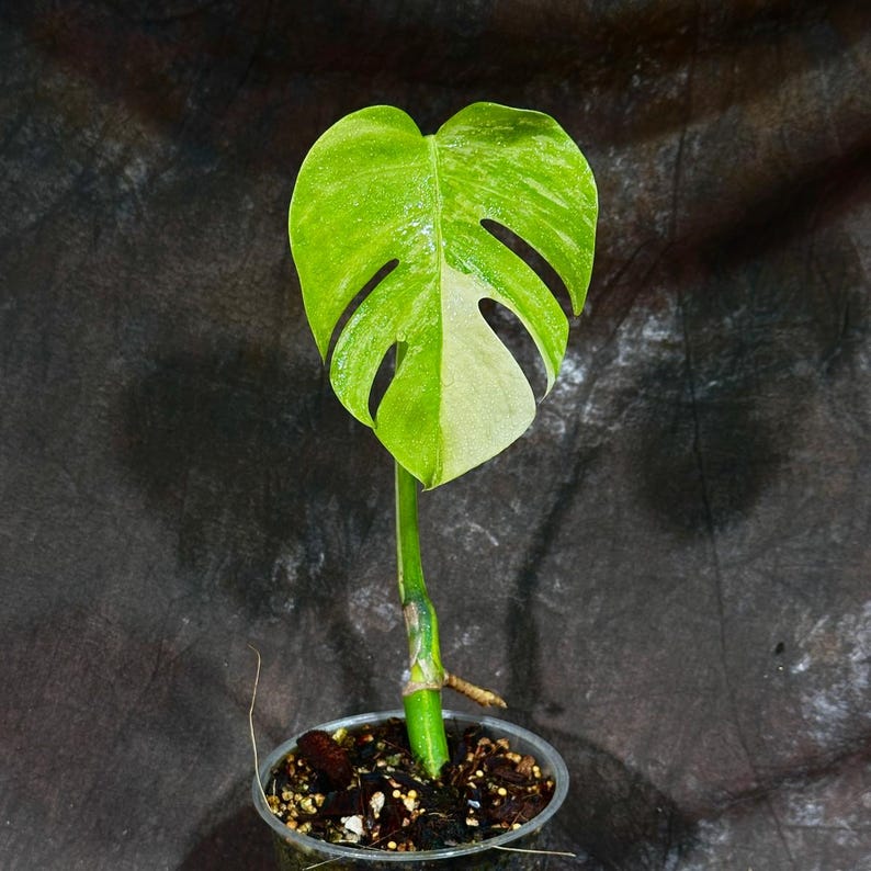 Monstera Aurea Variegated Plant in Nursery Pot - Monstera Borsigiana - Tropical Houseplant with Stunning Green & Yellow Leaves