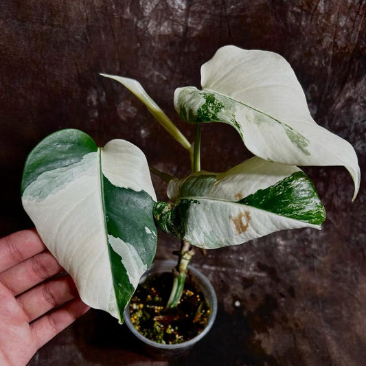 Variegated Monstera Albo Plant - Rare White Monstera Borsigiana - Exact Plant - Indoor Houseplant - Unique Green & White Leaves