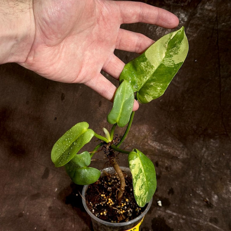 Variegated Burle Marx Philodendron Plant in Nursery Pot - Tropical Houseplant - Philodendron Burle Marx - Unique Foliage
