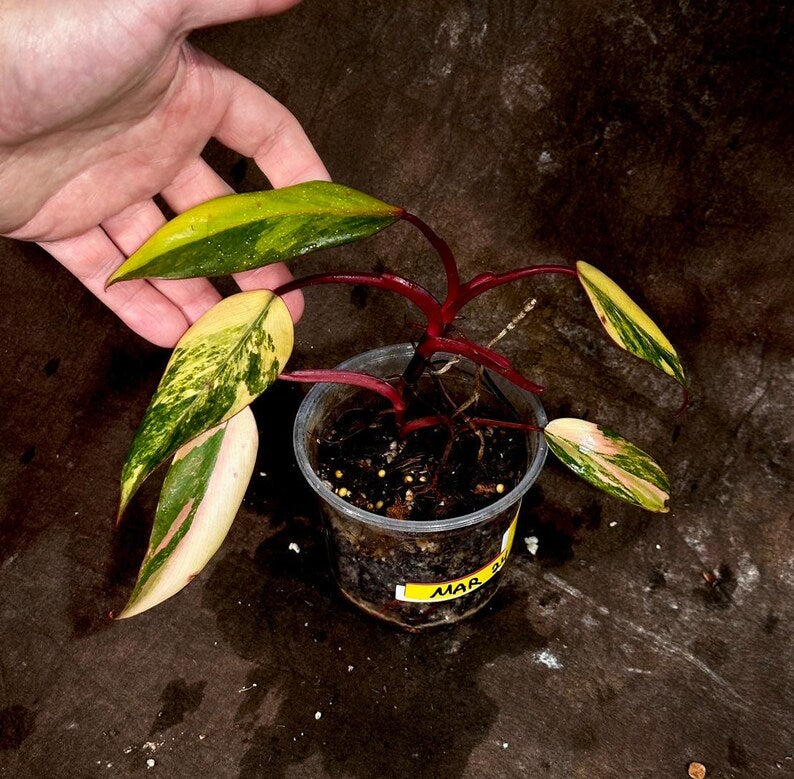 Variegated Philodendron Strawberry Shake Plant | Rare Pink Houseplant | Philodendron Pink | Live Indoor Plant