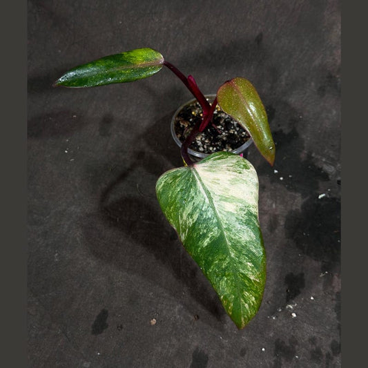 Variegated Philodendron Strawberry Shake Plant - Rare Pink Houseplant - Philodendron Pink - Live Indoor Plant in Nursery Pot
