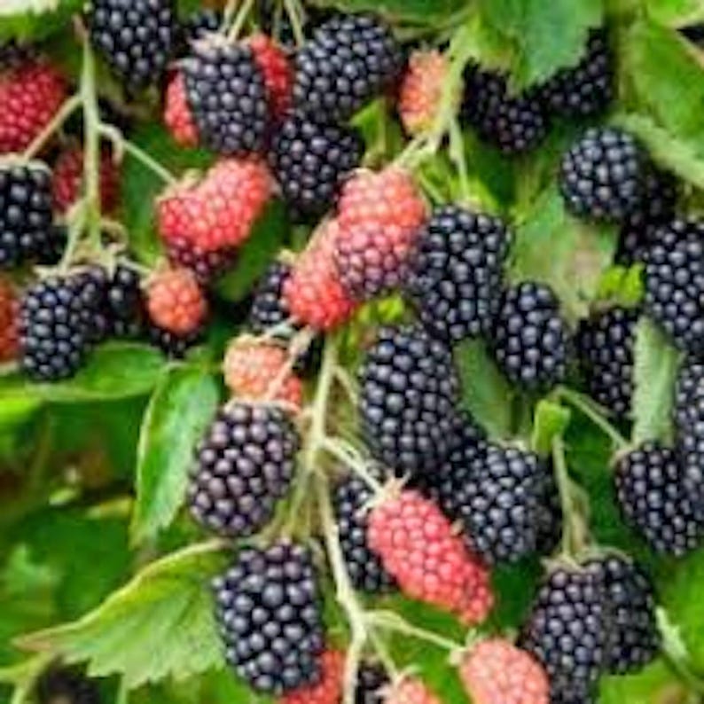 Prime Ark 45 Blackberry Plant Starter - Bare Root Rubus Fruit Bush for Garden, High-Yielding Blackberries