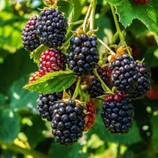 Triple Crown Blackberry Plant Starter - Thornless Rubus Fruit Bush Bare Root, Ideal for Home Garden, Easy Care